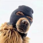 32992128-F52F-4346-84CA-8E0C48F43606 where to buy ski - Ski Mask Dog