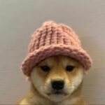 where to buy wif - dogwifhat